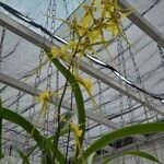 Brassia arachnoideaBlüte