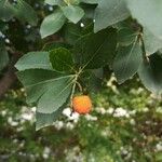 Arbutus unedo Плід