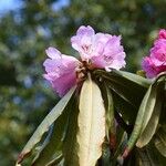 Rhododendron × geraldii Flower