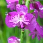 Polygala nicaeensis Цветок