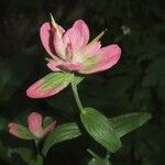 Castilleja rhexiifolia Blüte