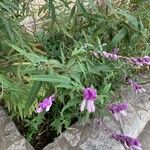 Salvia leucantha Flower