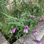 Salvia leucantha Цветок