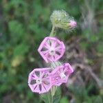 Silene colorata Λουλούδι