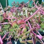 Portulaca umbraticola Foglia