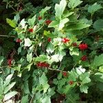 Ribes alpinumФрукт