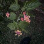 Lantana camara花