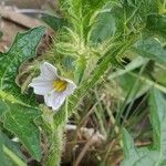 Solanum dasyphyllum Leaf