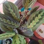 Maranta cristata Hoja