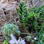 Astragalus sesameus Fruit