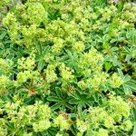 Alchemilla alpina عادت داشتن