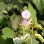 Ipomoea pileata ফুল