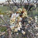 Pyrus spinosaКвітка