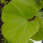 Cercis siliquastrumЛисток