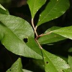 Quadrella morenoi Hoja