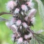 Leonurus quinquelobatus Flor