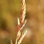 Festuca marginata Blatt