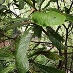 Camptotheca acuminata Blatt
