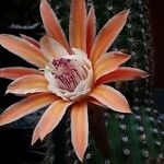 Cleistocactus spp. Flower