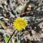 Sonchus oleraceus花