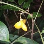 Molinaea tolambitou Meyve