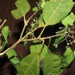 Hasseltia guatemalensis Hoja