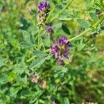 Medicago sativaFlor