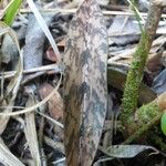 Eulophia maculata Leaf