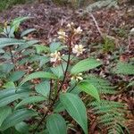 Miconia mexicana