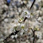 Prunus spinosa Õis
