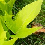 Ipomoea batatas Foglia