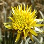 Carlina xeranthemoides Flower