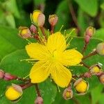 Hypericum × inodorum Flower