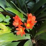 Clivia × cyrtanthifloraBlüte