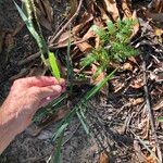 Setaria gausa Habit