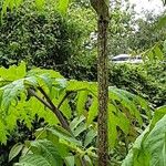 Heracleum mantegazzianum বাকল