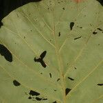 Pentagonia wendlandii Hoja
