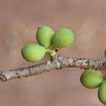 Pleiocarpa pycnantha Fruit