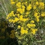 Sisymbrium austriacum Flower