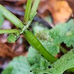 Lamium amplexicaule Kůra