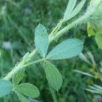 Cytisus hirsutus 葉