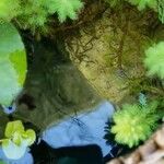 Myriophyllum verticillatum Blad