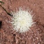 Klasea flavescens Flower