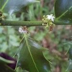 Ilex aquifolium花