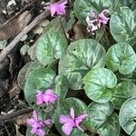 Cyclamen coum 葉