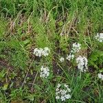 Stenaria nigricans Flower