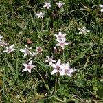 Arenaria purpurascens Квітка