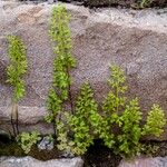 Anogramma leptophylla Habit