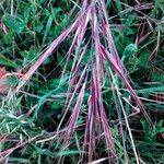 Bromus diandrus Fruit