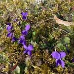 Viola hirta Flor